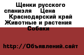 Щенки русского спаниэля. › Цена ­ 3 000 - Краснодарский край Животные и растения » Собаки   